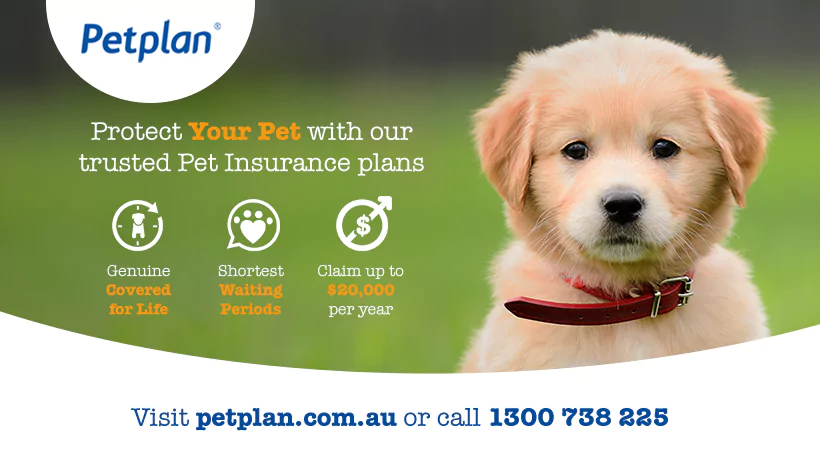 Top 10 Best Pet Insurance- Petplan
