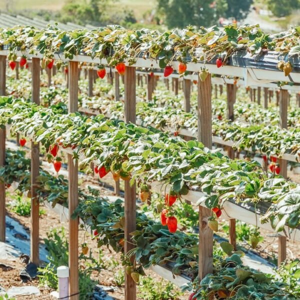 Australian AgTech Startups