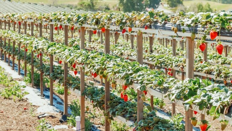 Top 5 Australian AgTech Startups Solving Farmers’ Biggest Problems