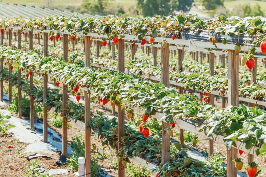 Australian AgTech Startups