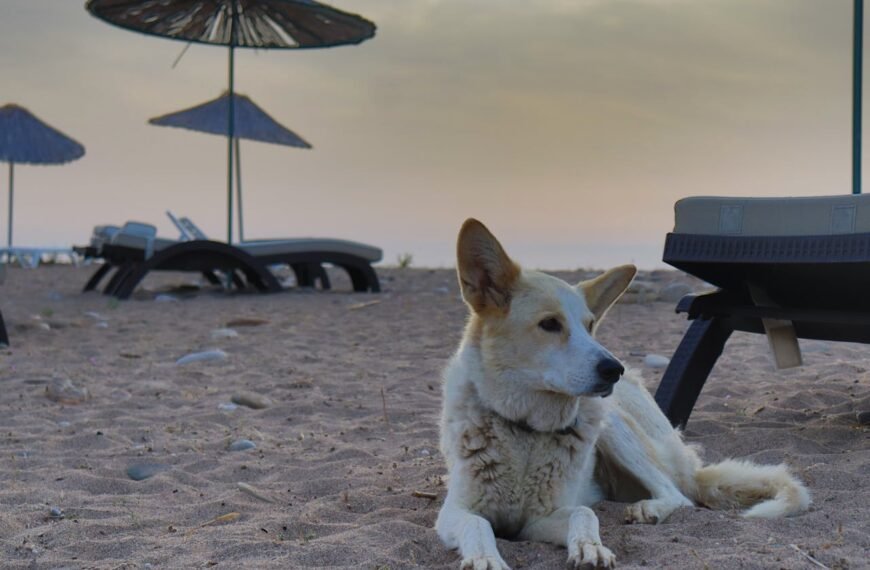dog-friendly beaches