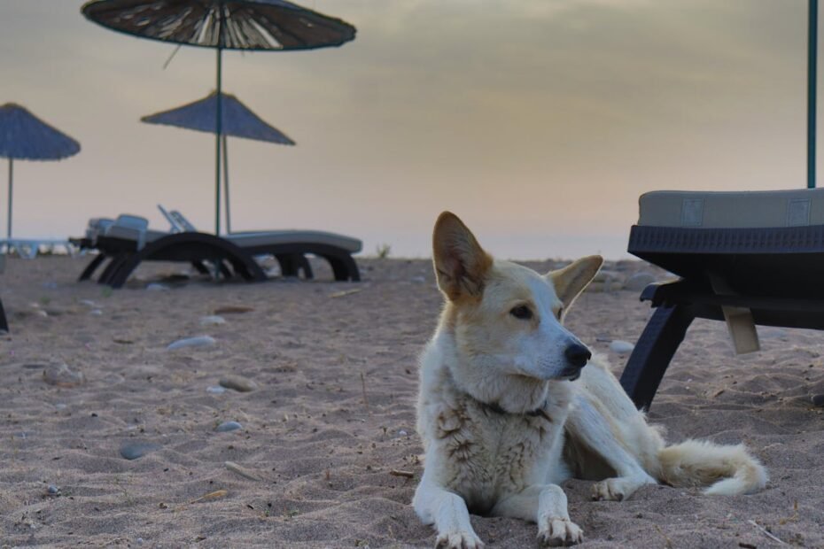 dog-friendly beaches