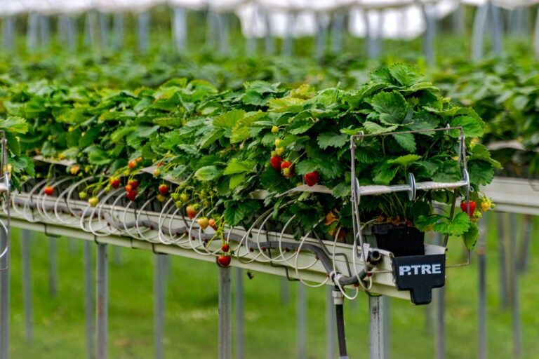 Top 5 AgriTech Companies in Mexico